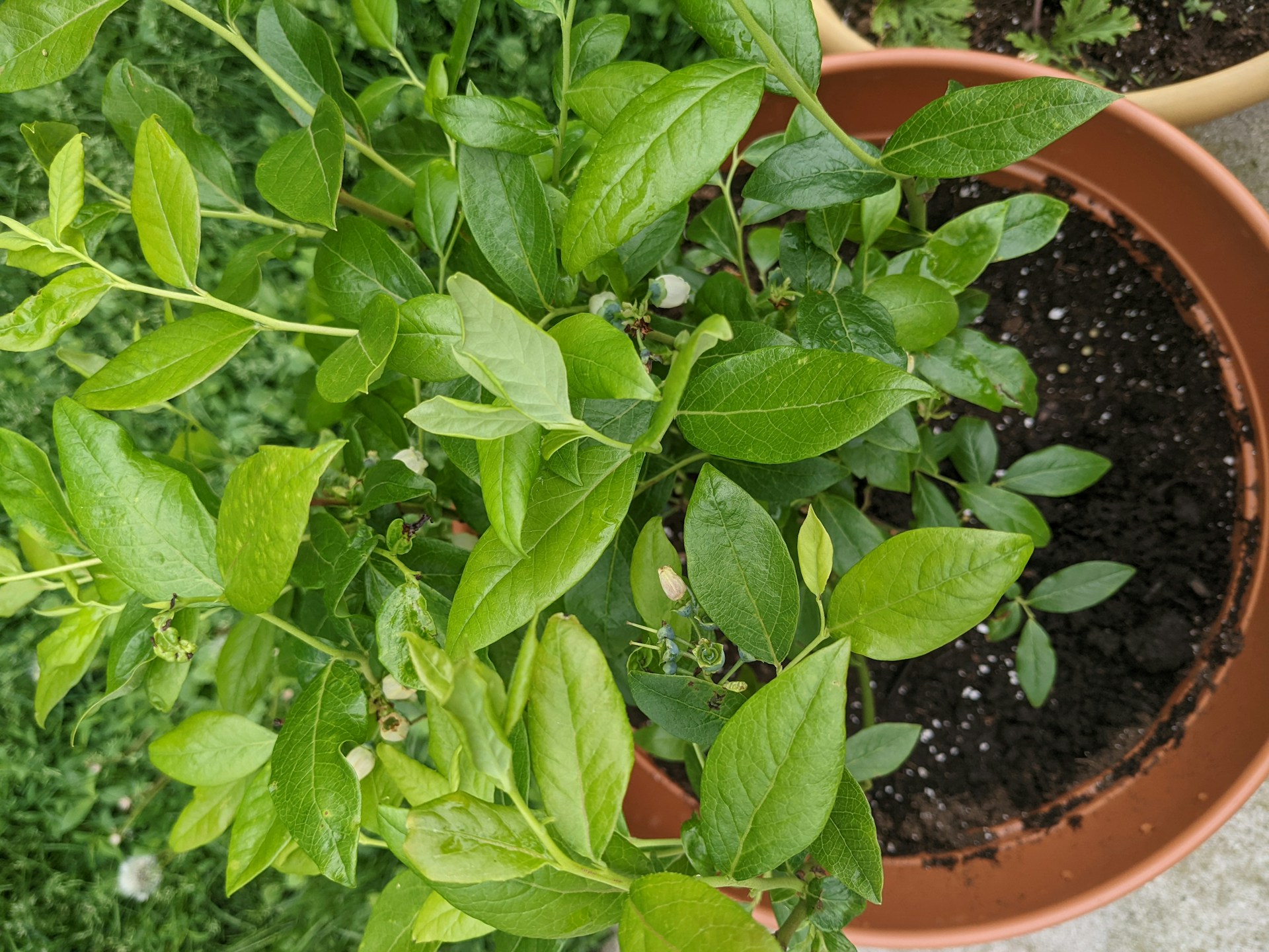Planting blueberry plants in pots